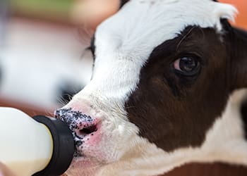 baby cow being bottle fed