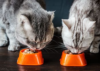 Two cats eating from food bowls