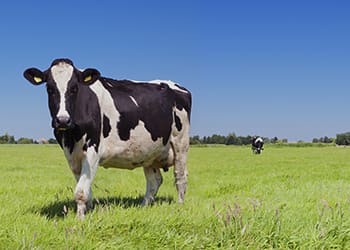 A healthy cow standing in a field