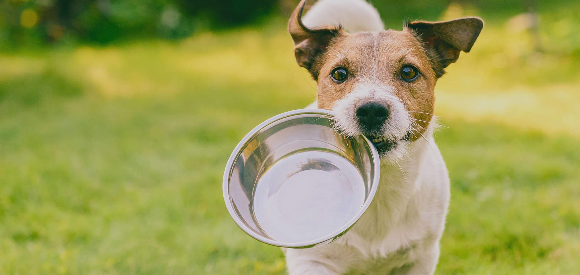 Dog bringing over his empty foodbowl