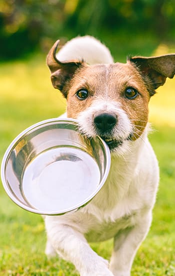 Dog bringing over his empty foodbowl