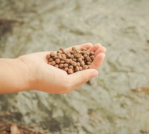 Hand holding fish feed above water