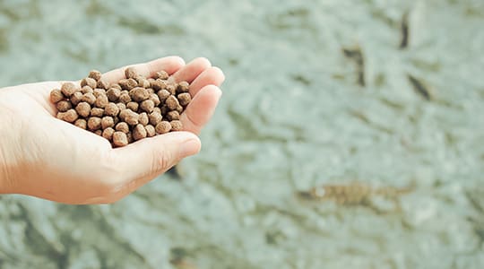 Hand holding fish feed above water