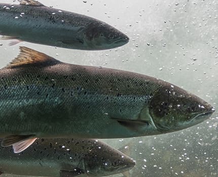 Three salmon swimming in clear water