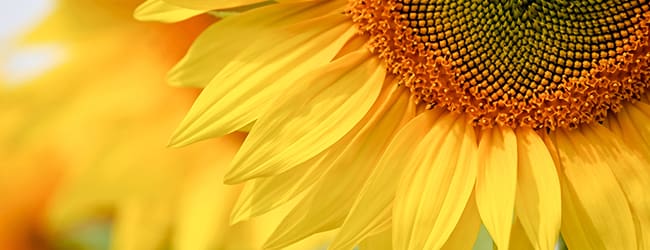 Close up of a sunflower