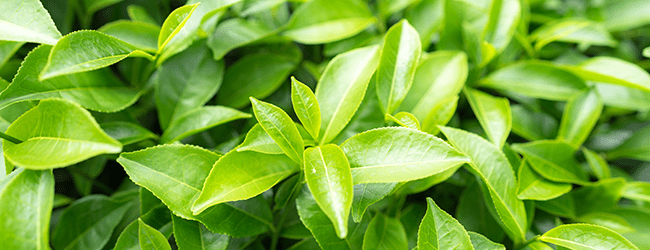 Green tea leafs