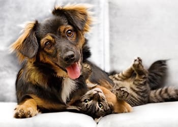 Cat and dog playing together