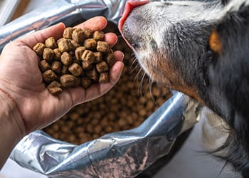 Hand holding dog food over a bag of dog food, about to feed to the dog