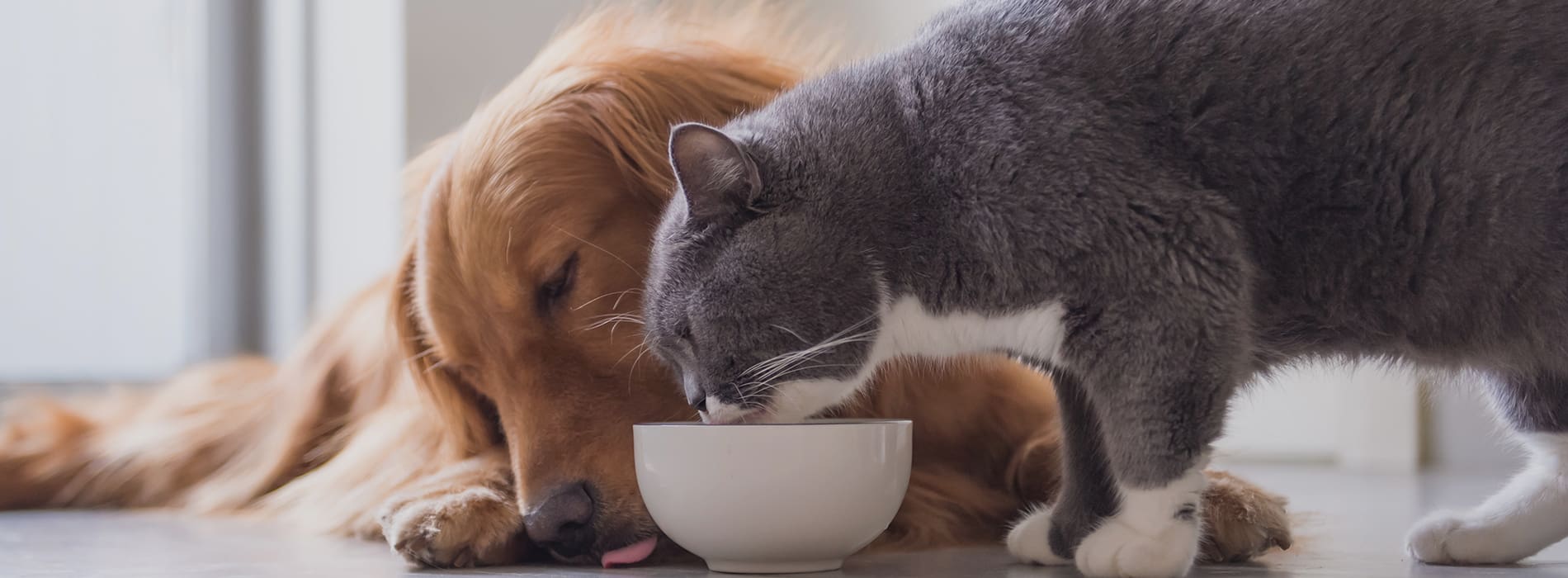 Cat and dog eating from the same bowl