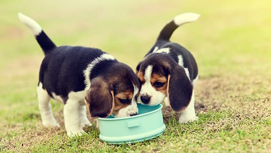 Two dogs eating out of the same bowl
